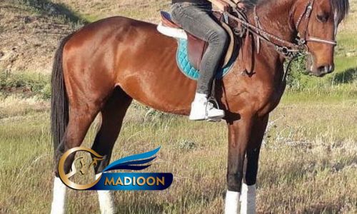 خرید اسب و فروش اسب_نریان دوخون