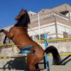 خرید اسب و فروش اسب_ شورش