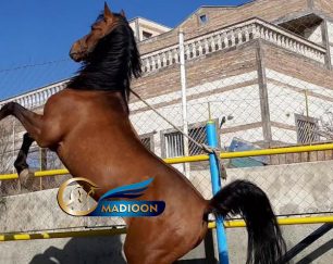خرید اسب و فروش اسب_ شورش