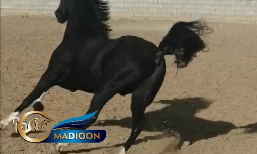 خرید اسب و فروش اسب_ کری