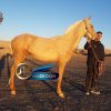 خرید اسب و فروش اسب_ ترکمن اصیل