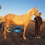 خرید اسب و فروش اسب_ ترکمن اصیل