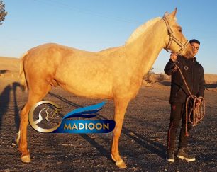 خرید اسب و فروش اسب_ ترکمن اصیل