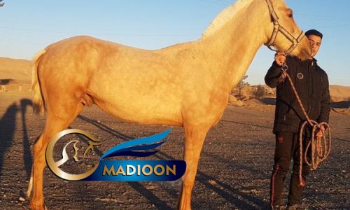 خرید اسب و فروش اسب_ ترکمن اصیل