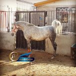 خرید اسب و فروش اسب_مادیون عرب خالص