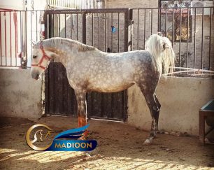 خرید اسب و فروش اسب_مادیون عرب خالص