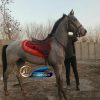 خرید اسب و فروش اسب_نریان ترکمن