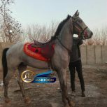 خرید اسب و فروش اسب_نریان ترکمن