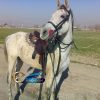 خرید اسب و فروش اسب_ نریان عرب کرد