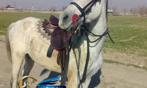 خرید اسب و فروش اسب_ نریان عرب کرد