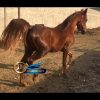 خرید اسب و فروش اسب_ اسب اصیل عرب