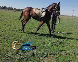 خرید اسب و فروش اسب_ مادیون کورس