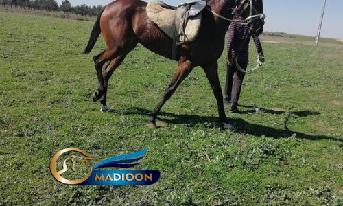 خرید اسب و فروش اسب_ مادیون کورس