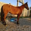 خرید اسب و فروش اسب_ گل سلحشور