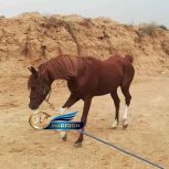 خرید اسب و فروش اسب_ اسب عرب خالص