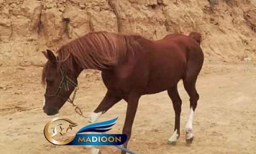 خرید اسب و فروش اسب_ اسب عرب خالص