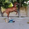 خرید اسب و فروش اسب_نریان نژاد عرب کرد