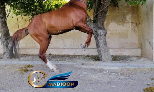 خرید اسب و فروش اسب_نریان نژاد عرب کرد