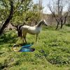 خرید اسب و فروش اسب_ اسب کرد قشقایی