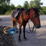 خرید اسب و فروش اسب_ اسب نریان