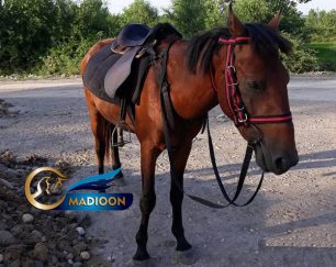 خرید اسب و فروش اسب_ اسب نریان