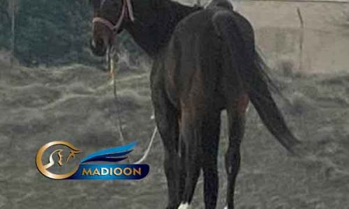 خرید اسب و فروش اسب_سیلمی دوخون
