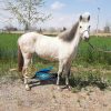 خرید اسب و فروش اسب_اسب کوچک برفی