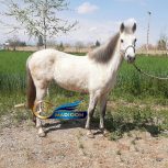 خرید اسب و فروش اسب_اسب کوچک برفی