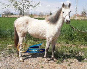 خرید اسب و فروش اسب_اسب کوچک برفی