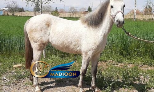خرید اسب و فروش اسب_اسب کوچک برفی