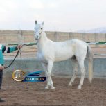 سیلمی برای کشش_ دایموند