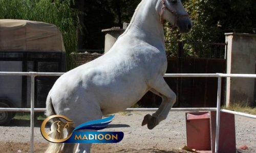 خرید اسب و فروش اسب_ مادیون آبستن یموت