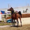خرید اسب و فروش اسب_ مادیان عرب مصری