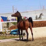 خرید اسب و فروش اسب_ مادیان عرب مصری