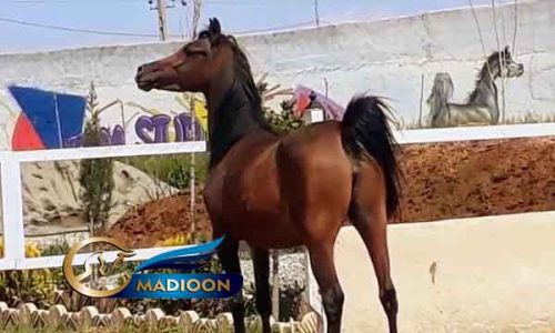 خرید اسب و فروش اسب_ مادیان عرب مصری