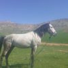 خرید اسب و فروش اسب_ اسب نریان عرب