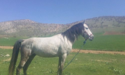 خرید اسب و فروش اسب_ اسب نریان عرب