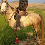 خرید اسب و فروش اسب_ اسب نریان عرب