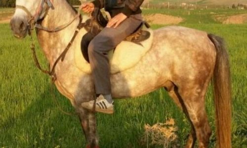 خرید اسب و فروش اسب_ اسب نریان عرب