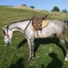 خرید اسب و فروش اسب_اسب نریان