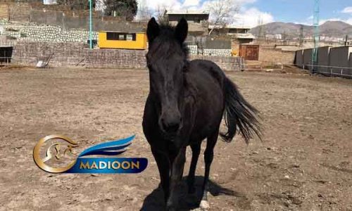 خرید اسب و فروش اسب_ کره مادیان یک سر خارجی