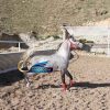 خرید اسب و فروش اسب_ بیتا ال ناصر