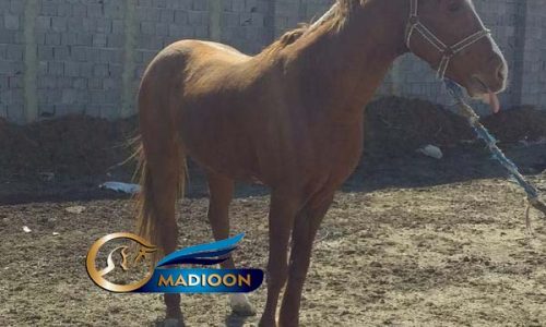 خرید اسب و فروش اسب_ نریان کرد پرخون