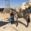 خرید اسب و فروش اسب_ نریان دوخون