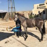 خرید اسب و فروش اسب_ نریان دوخون