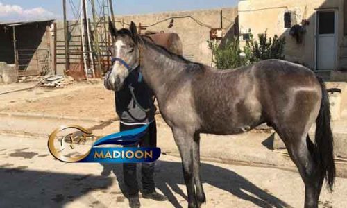 خرید اسب و فروش اسب_ نریان دوخون
