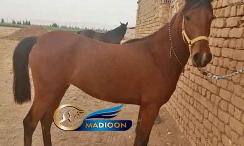 خرید اسب و فروش اسب_ کره مادیان دره شوری