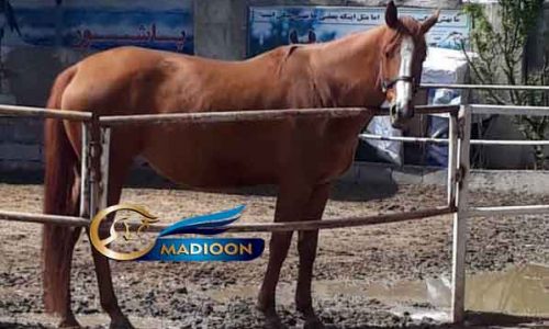 خرید اسب و فروش اسب_ مادیان آبستن