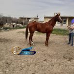 خرید اسب و فروش اسب_اسب نریان کورسی