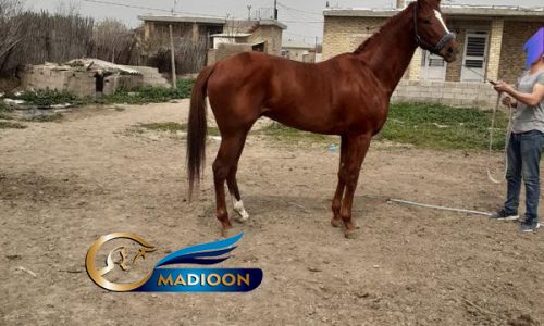 خرید اسب و فروش اسب_اسب نریان کورسی